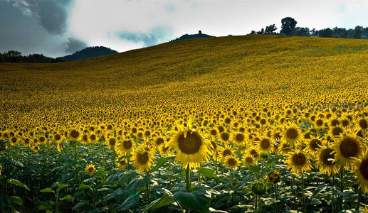 金色向日葵梯田延绵山丘，光影交错如画