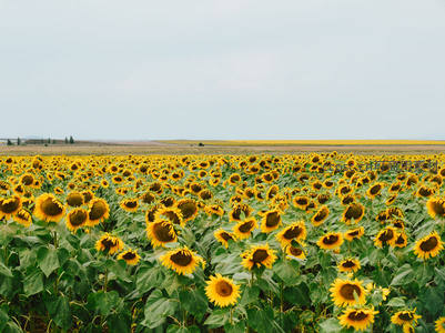 无垠向日葵原野铺展天际，静谧辽阔如诗
