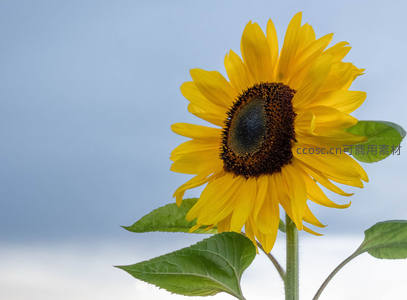 单枝向日葵迎风挺立，蓝天映衬尽显优雅