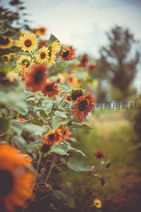 秋日向日葵园中橙红花朵随风摇曳