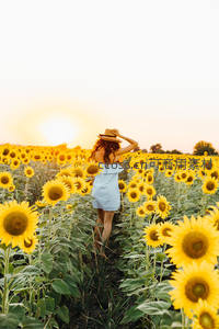 女孩漫步向日葵花海日落时