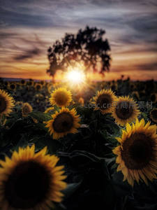 夕阳穿透树影照耀向日葵