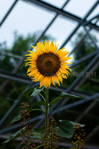 温室中的向日葵特写，背景是几何钢架结构