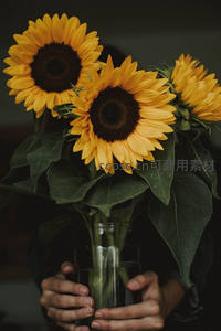 双手捧着玻璃瓶中的向日葵，温馨静谧