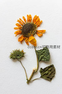 干枯向日葵标本静置纯白背景