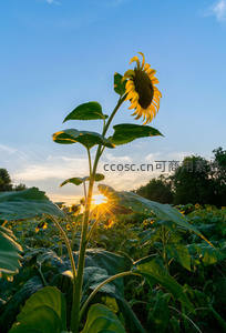 夕阳下的向日葵，金黄花瓣与绿叶相映成辉