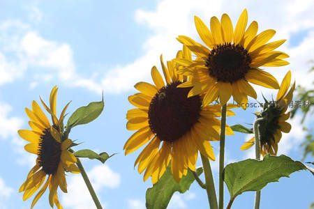三朵向日葵迎风摇曳，蓝天白云为背景