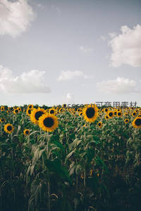广阔天空下的向日葵田野