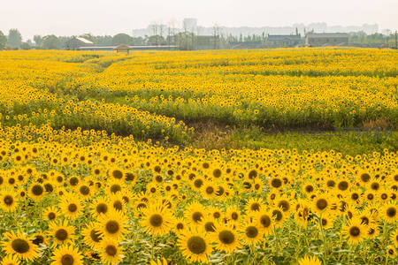 金色海洋般的向日葵种植园
