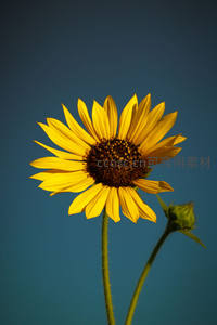 深蓝背景下孤独绽放的向日葵
