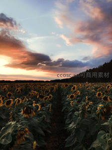 黄昏时分的向日葵花海