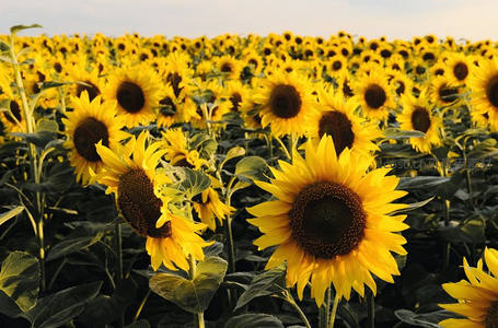 金色海洋中的向日葵盛景