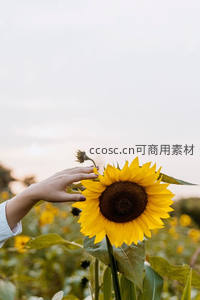 温柔触碰向日葵的瞬间