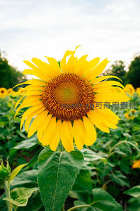 向日葵花田中的灿烂笑容