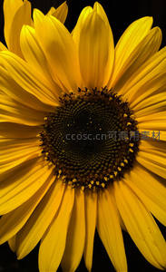 微距镜头下的向日葵花心