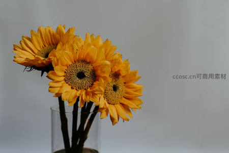 三朵向日葵静置于玻璃瓶中