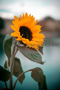 湖畔单枝向日葵迎风摇曳