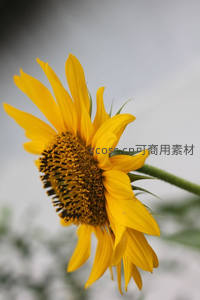 单朵向日葵侧颜，花瓣舒展迎风轻舞