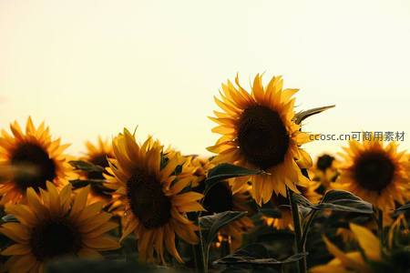 夕阳余晖中向日葵剪影，温暖静谧