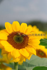 向日葵花盘上的蜜蜂采蜜特写