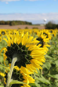 向日葵田中背影的花朵与远山