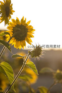 夕阳下逆光的向日葵剪影