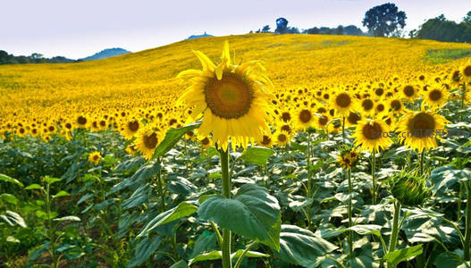 漫山遍野的向日葵花海盛景