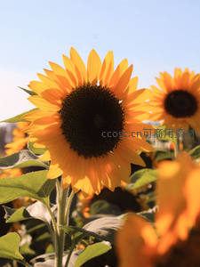 晴空下绽放的向日葵正面特写