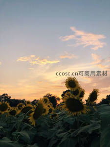 夕阳下的向日葵花海，金黄灿烂