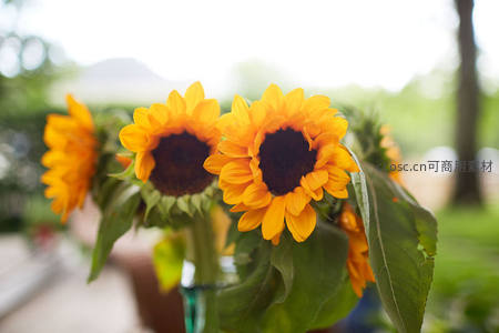 瓶中向日葵特写，清新自然