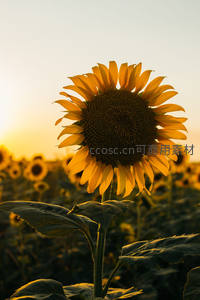 逆光向日葵，金色轮廓耀眼夺目