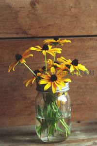 玻璃罐中黑心菊插花，木质背景显温馨