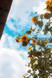 仰拍向日葵枝头，蓝天白云为背景