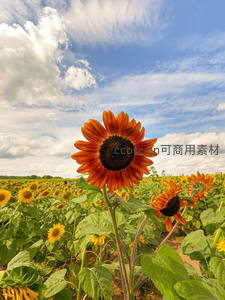 橙红向日葵立于花田，蓝天白云相映