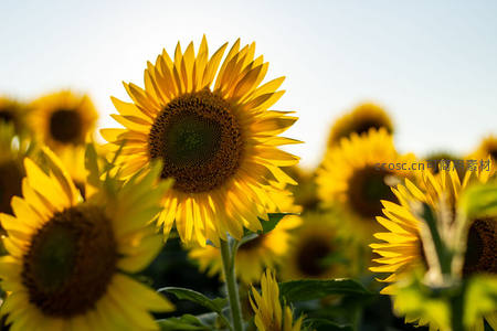 向日葵花海在阳光下绽放金黄光芒