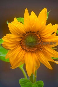 微距镜头下向日葵花瓣上的露珠