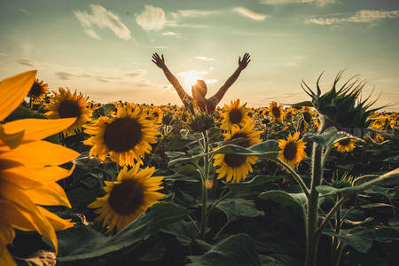 向日葵花海中张开双臂迎接夕阳