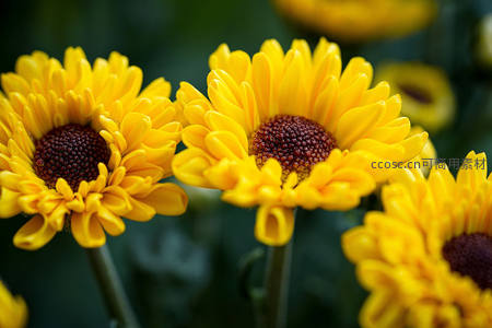 微距下的向日葵花瓣细节特写