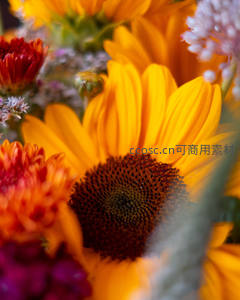 向日葵与多彩花卉的微距特写