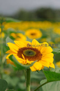 蜜蜂采蜜于向日葵特写微距镜头