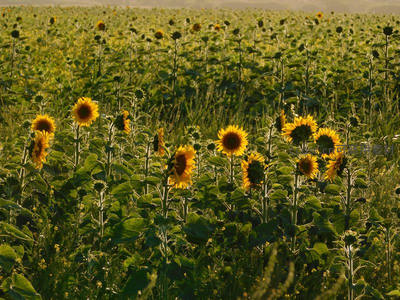 晨光中的向日葵田野静谧而充满希望