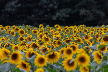 向日葵花海在暮色中绽放金黄