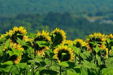 山峦背景下的向日葵丛