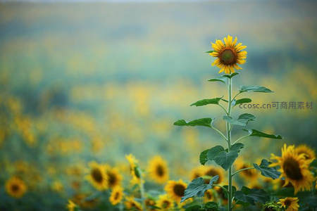 单株向日葵立于朦胧花海之中