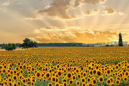 夕阳洒落无垠向日葵花田