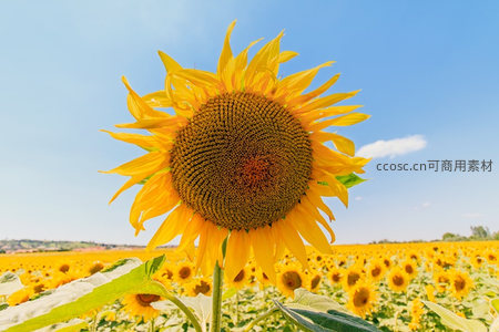 单朵向日葵特写，背景是无垠花海