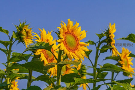 向日葵群在晴空下迎风摇曳生姿