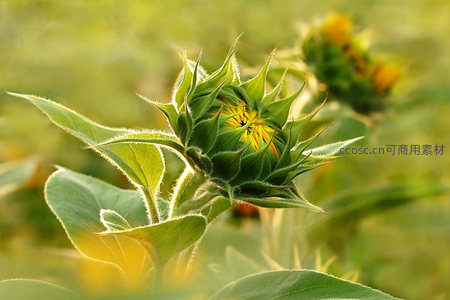 含苞待放的向日葵花蕾沐浴晨光