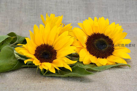 两朵向日葵静置于麻布之上，绽放灿烂金黄