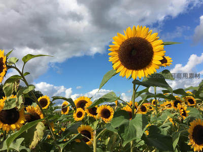向日葵花海在蓝天白云下迎风摇曳生机盎然